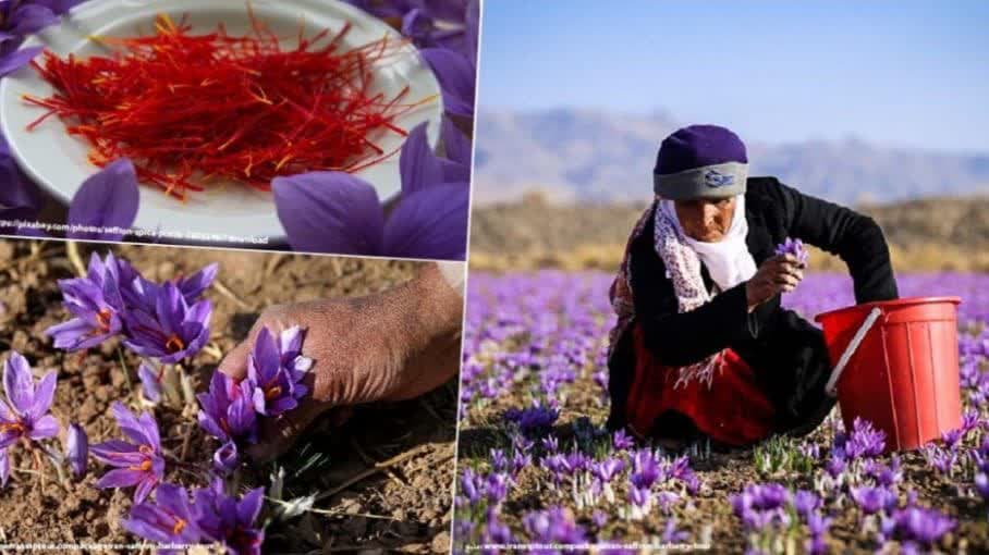 ضرورت اصلاح و باز سازی ساختار اتحادیه صادرکنندگان زعفران