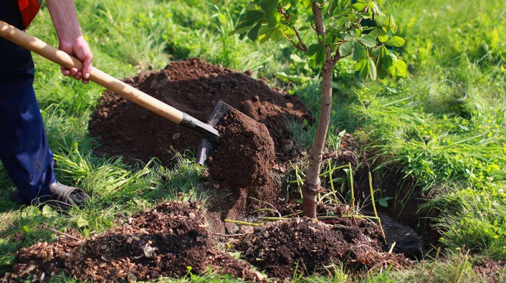 tree-planting