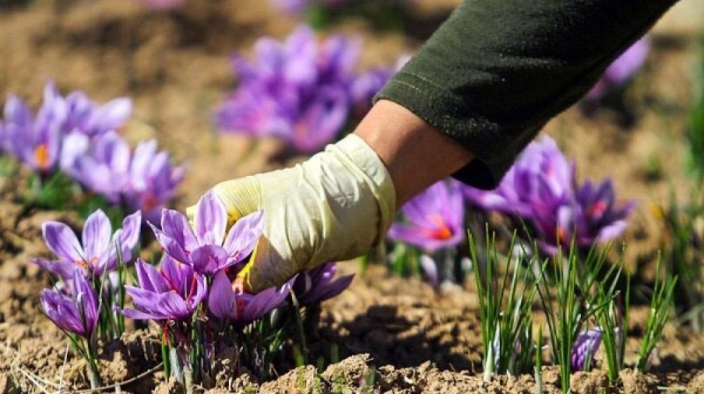 بانک کشاورزی؛